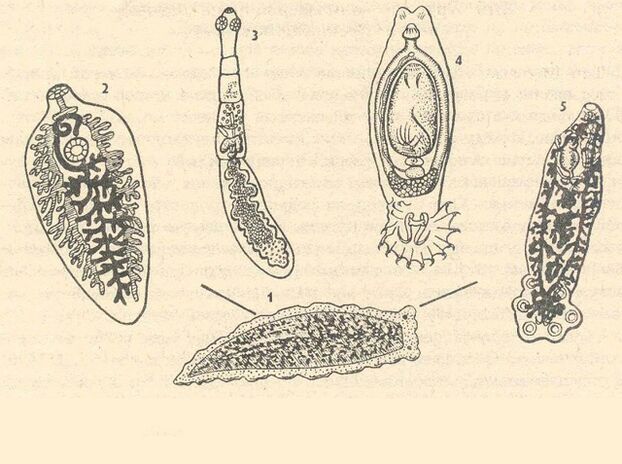parásitos protozoarios en el cuerpo humano