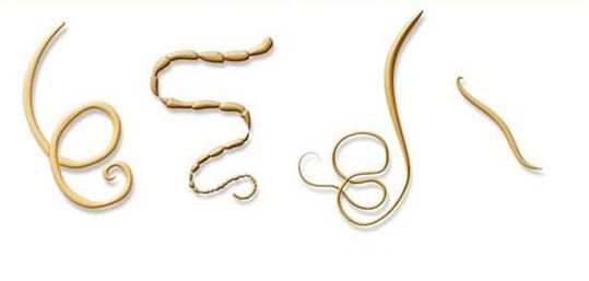 tipos de parásitos más comunes