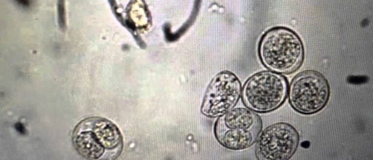 células parásitas protozoarias