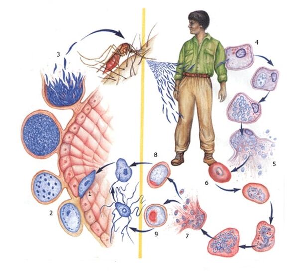 métodos de reproducción de parásitos protozoarios