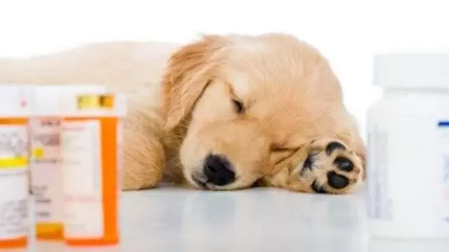 Medicamentos para prevenir lombrices en perros.